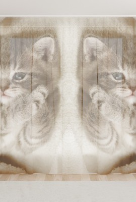 Фототюль из вуали Дымчатый котенок