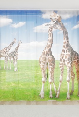 Фототюль из вуали Жирафы на лугу
